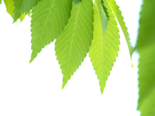 新緑のケヤキの葉