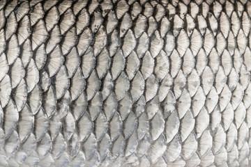 Silver fish scales. Skin texture of chub. Fishing camouflage pattern