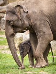 Fototapeta premium baby elephant in the park with mom