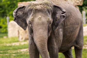 indian elephant portrait in park