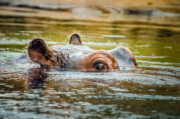 Fototapeta premium A hippopotamus looking from the water