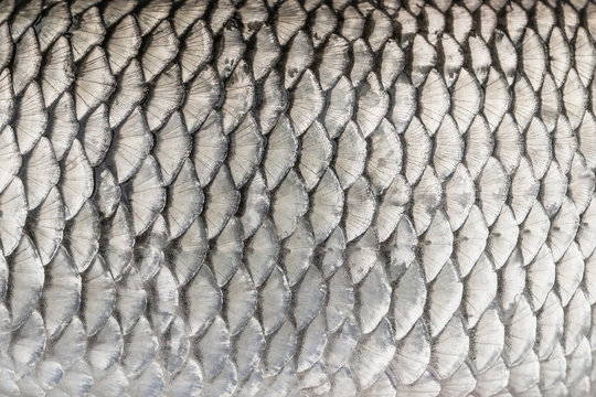 Silver fish scales. Skin texture of chub. Fishing camouflage pattern