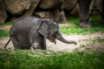 baby elephant in the park