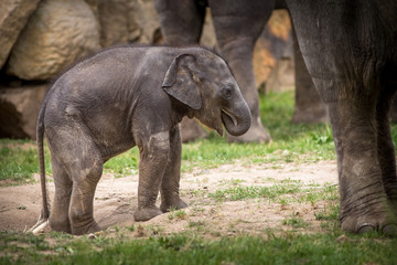 Fototapeta na wymiar baby elephant in the park