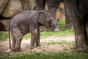 Naklejka premium baby elephant in the park