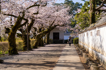 小田原城址公園内の満開の桜