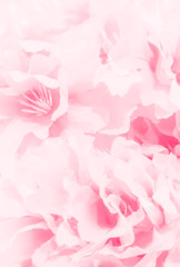 Beautiful abstract color orange pink flowers on white background and purple graphic white flower frame and pink leaves texture, pink background, colorful orange graphics banner 