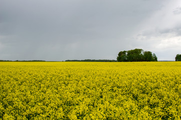 Rapeseed field in the afternoon before the rain. Yellow flowers and gray sky