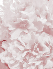 Beautiful abstract color pink and red flowers graphic on white background and light black and black...