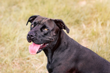 Black American staffordshire terrier, Amstaff, Stafford, Pitbull terrier, dog rescue, pet adoption...