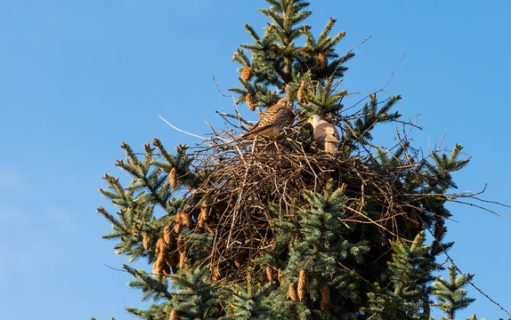 Pair of tower falcons in his eyrie in the firs in Hamburg, Germany