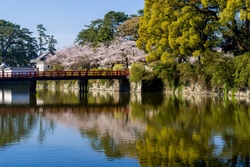 小田原城址公園の満開の桜