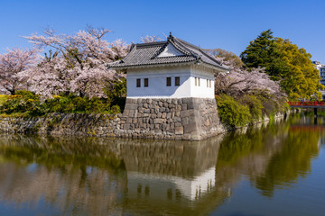 Fototapeta na wymiar 小田原城址公園の満開の桜