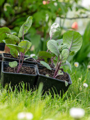 black plastic pots in the green hall, cabbage stands for planting in the garden