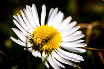 Obraz premium gänseblümchen blume im frühling