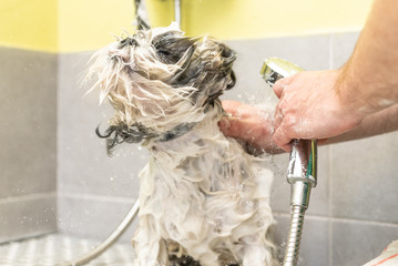 Professional groomer washing small dog in a bathtub of grooming salon. Funny photo, dog shaking off water from a bath, flying droplets.