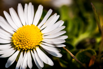 Obraz premium biene auf einer blume