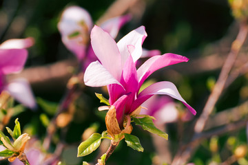 Fototapeta premium pink magnolia flowers