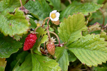wild strawberry in the summer garden