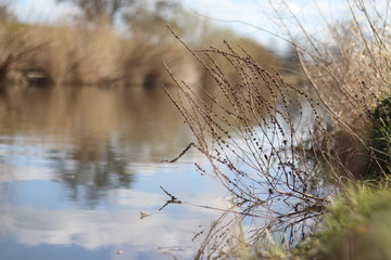 reeds on the river