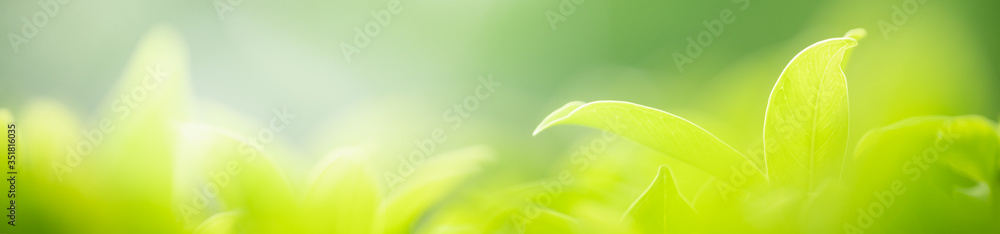 Wall mural nature of green leaf in garden at summer. natural green leaves plants using as spring background cov