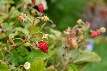 wild strawberry in the summer garden