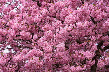 Obraz premium 満開の河津さくら