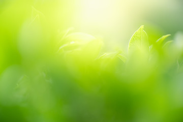 Obraz premium Nature of green leaf in garden at summer. Natural green leaves plants using as spring background cover page greenery environment ecology wallpaper