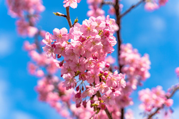 満開の河津さくら