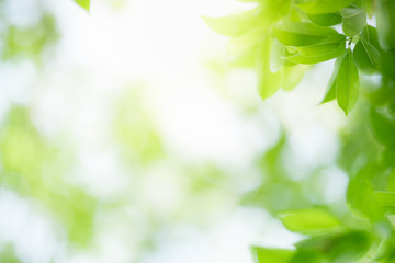 Nature of green leaf in garden at summer. Natural green leaves plants using as spring background cover page greenery environment ecology wallpaper