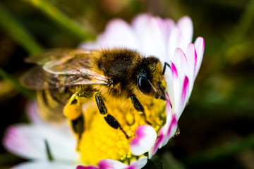 biene auf einer blume