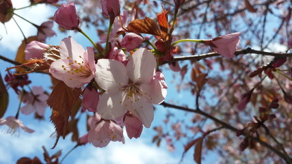 pink sakura flower branch with leaves