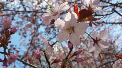 pink sakura flower branch with leaves