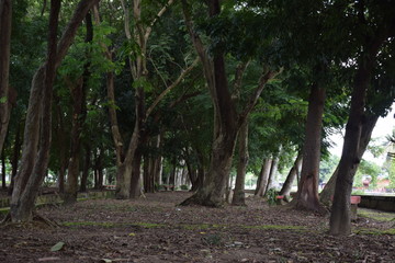 a big tree in a city park