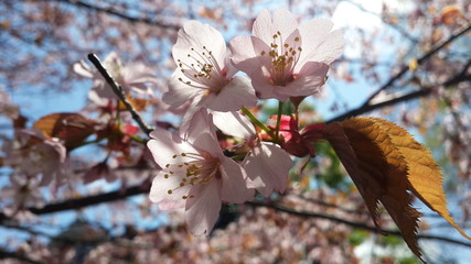 pink sakura flower branch with leaves