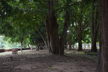 a big tree in a city park