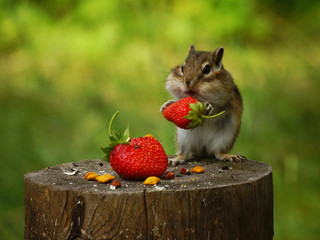 A chipmunk sits on a stump and holds in its paws a red berry strawberry © 46boris48