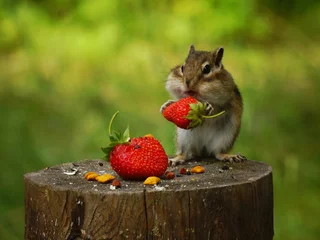Foto op Plexiglas Een aardeekhoorn zit op een boomstronk en houdt in zijn poten een rode bes-aardbei © 46boris48