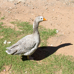 Goose in farmyard