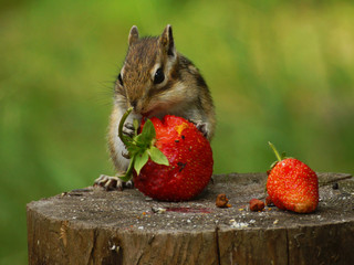 A chipmunk sits on a stump and holds in its paws a red berry strawberry