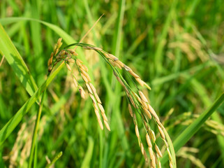 Golden paddy or ear rice plant in farm, Green field crops with bunch of seeds, Agriculture in Thailand