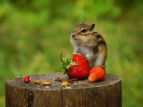 A chipmunk sits on a stump and holds in its paws a red berry strawberry
