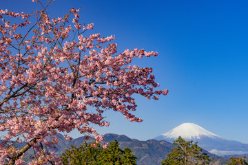 満開の河津さくらと富士山