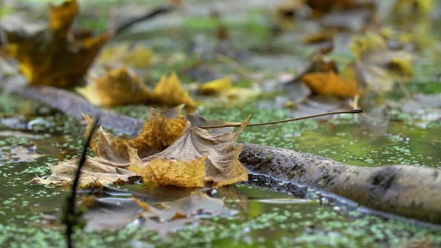 Close-up lockdown shot of dry leaf falling by stick on water in forest - Steigerwald, Germany