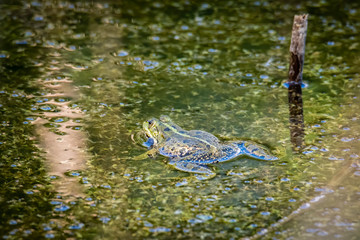 Fototapeta premium A common water frog, pelophylax esculentus, in the water. Pilsen, Czech Republic