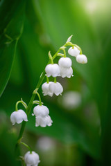 Obraz premium Spring flower lily of the valley close-up