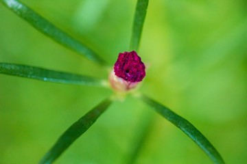 Flowers in Thailand , Natural flowers