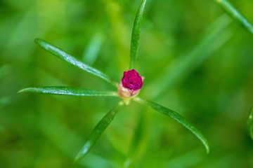 Flowers in Thailand , Natural flowers