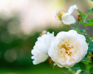 White rose flower on a blur background.