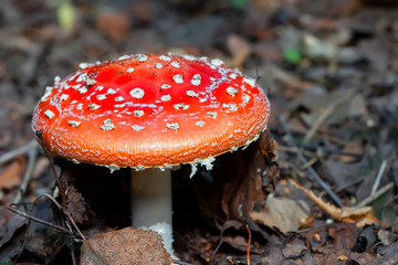 Red big fly agaric on forest background.